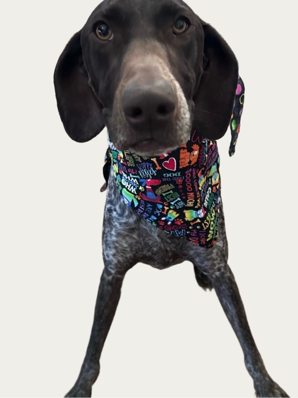 Capone Neon Rainbow Colorful Dog Reversible Bandana Neckerchief